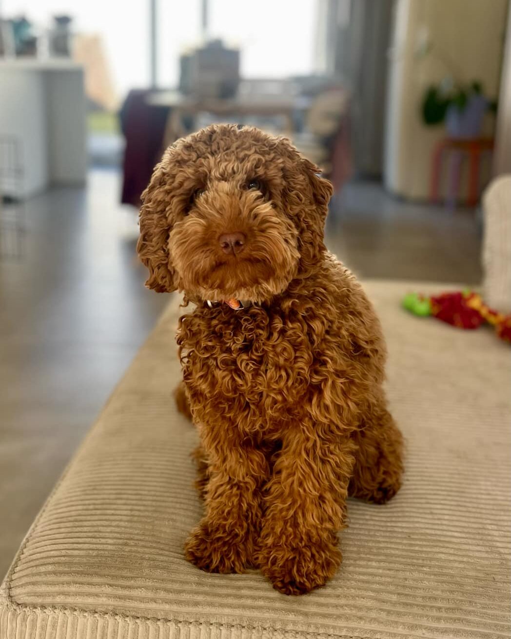 Teddie de cockapoo, het salonhondje van Maison Leonie